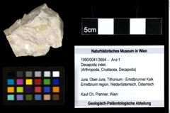 Foto (Objekt + Etiketten) von Decapoda indet. 